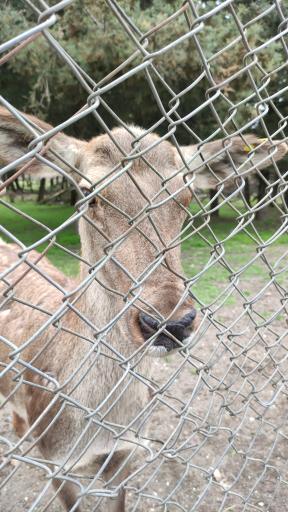 عکس پارک حیات وحش