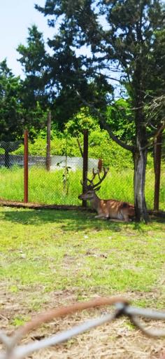 عکس پارک حیات وحش