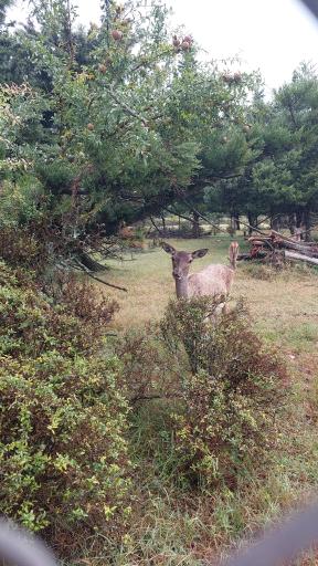 عکس پارک حیات وحش