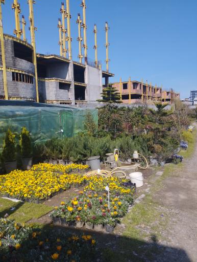 عکس تولیدی گل و گیاه امین