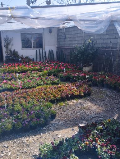 عکس تولیدی گل و گیاه امین