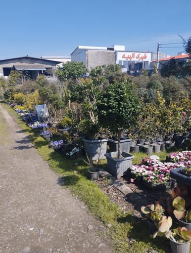 عکس تولیدی گل و گیاه امین