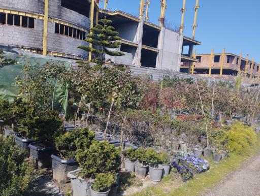 عکس تولیدی گل و گیاه امین