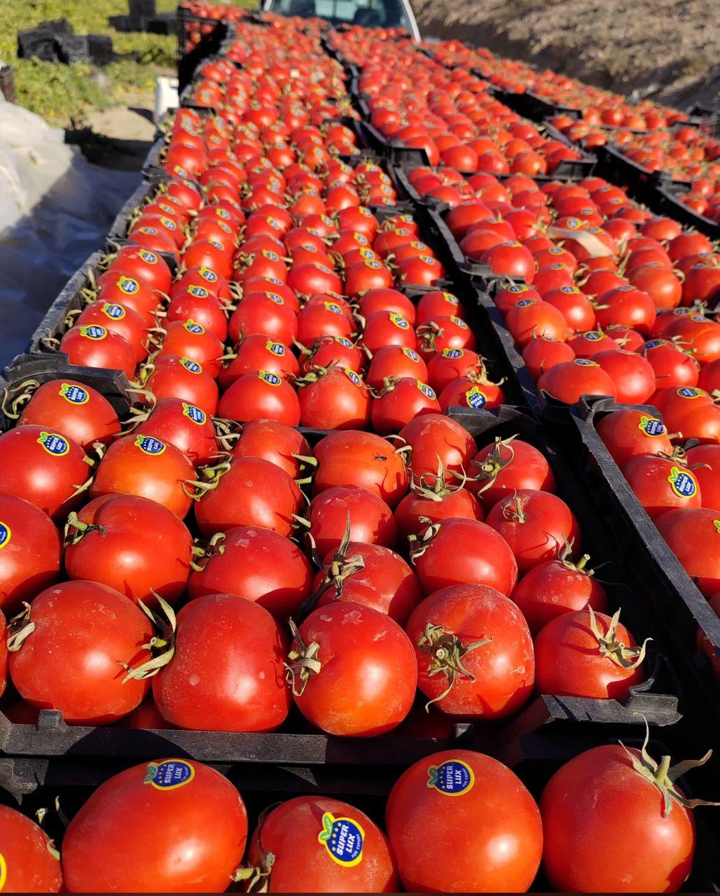 عکس ارزانسرای میوه ابدالیان