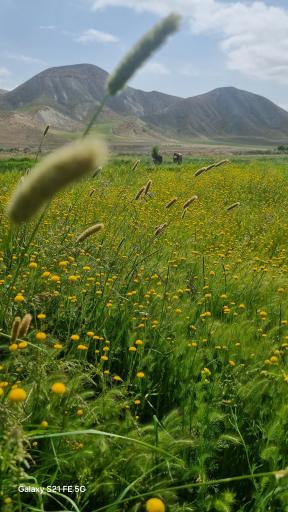 عکس پاکتل