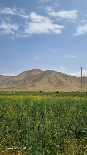 عکس پاکتل