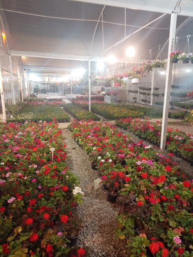 عکس بازار گل پارادایس