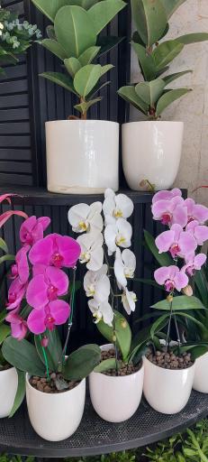 عکس گل دربار
