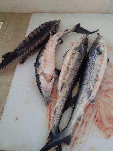 عکس فروشگاه و مزرعه ماهی آبی