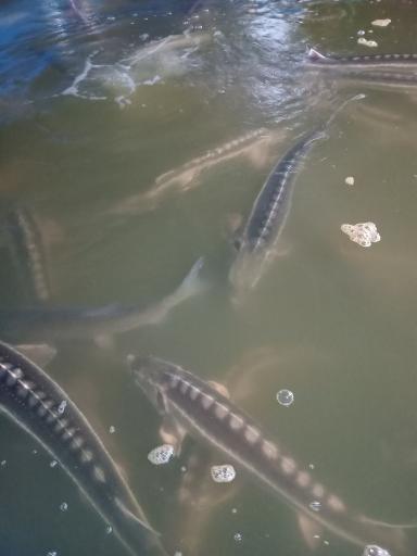 عکس فروشگاه و مزرعه ماهی آبی