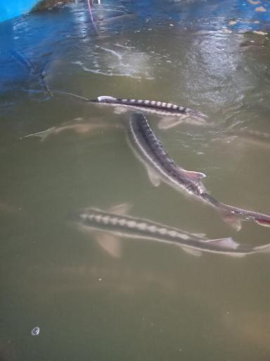 عکس فروشگاه و مزرعه ماهی آبی