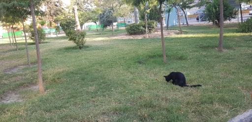 عکس پارک دهاقین