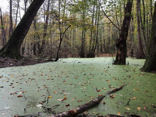 عکس مرداب وربن