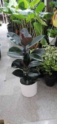 عکس گلسرای گلدونه