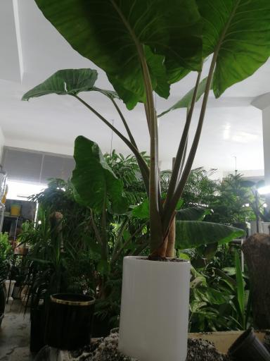 عکس گلسرای گلدونه