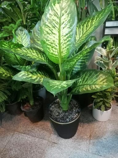 عکس گلسرای گلدونه