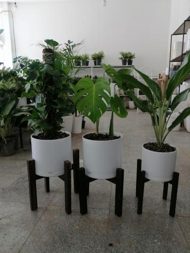 عکس گلسرای گلدونه