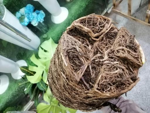 عکس گلسرای گلدونه