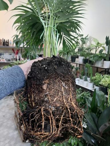 عکس گلسرای گلدونه