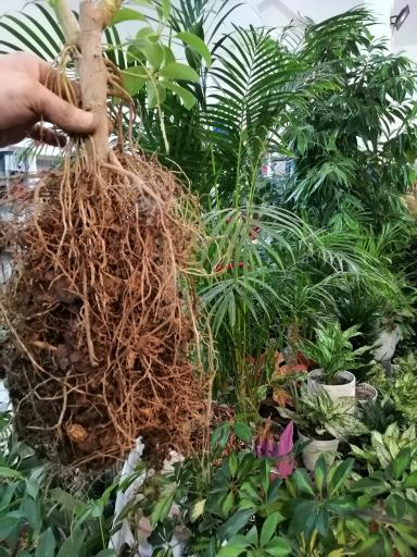 عکس گلسرای گلدونه