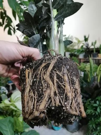 عکس گلسرای گلدونه