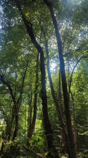 عکس مرداب وربن