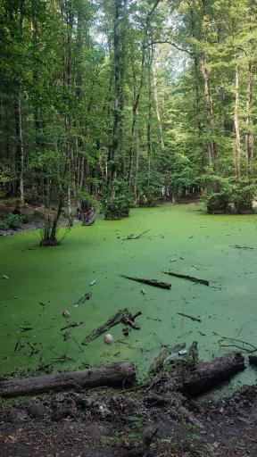 عکس مرداب وربن