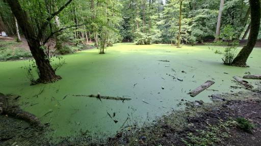 عکس مرداب وربن