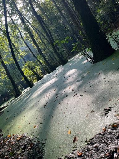 عکس مرداب وربن