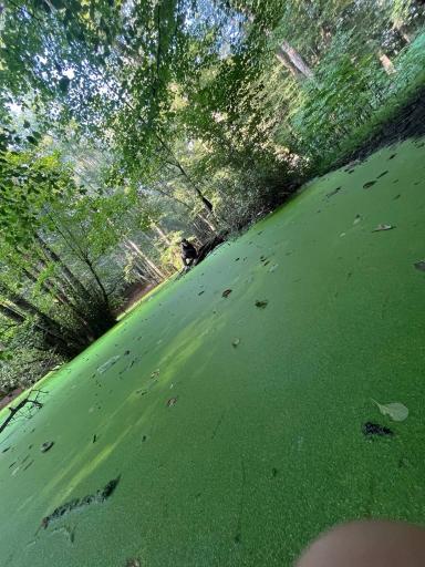 عکس مرداب وربن