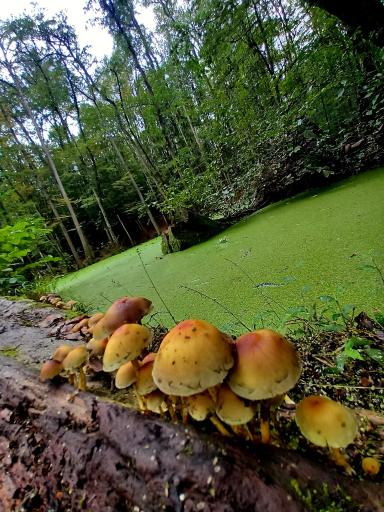 عکس مرداب وربن