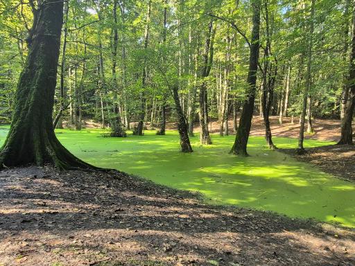 عکس مرداب وربن