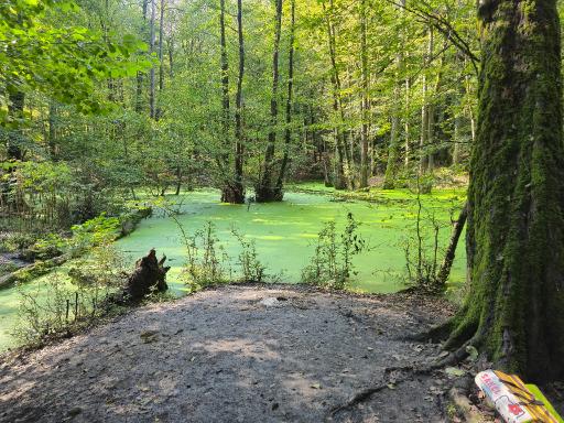 عکس مرداب وربن