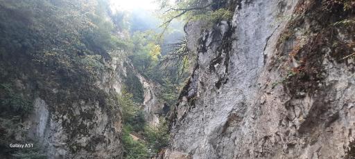 عکس جنگل ناهار خوران