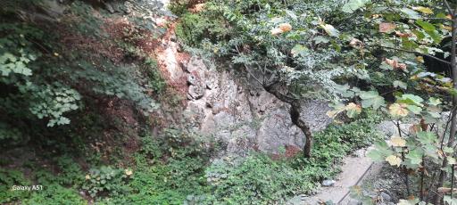 عکس جنگل ناهار خوران