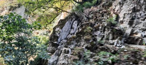 عکس جنگل ناهار خوران