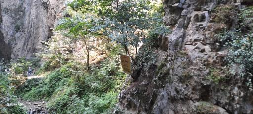 عکس جنگل ناهار خوران