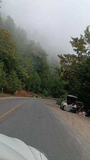 عکس جنگل ناهار خوران