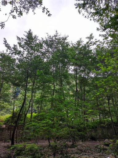 عکس جنگل ناهار خوران