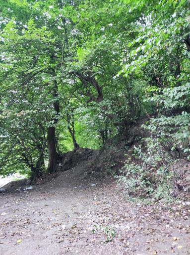 عکس جنگل ناهار خوران