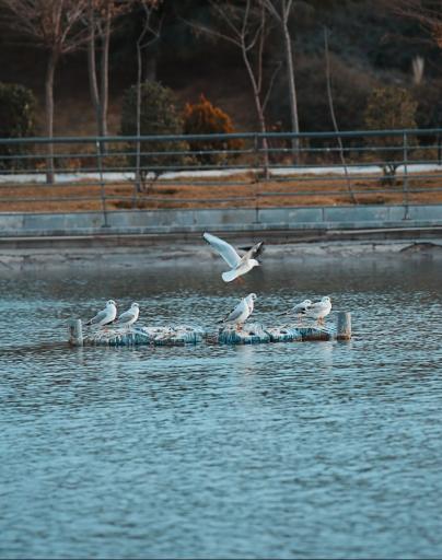 عکس دریاچه هنر