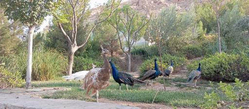 عکس پارک کوه خضر