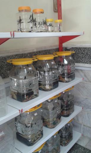 پرورش زالوی طبی متین