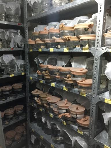 عکس پرورش زالوی طبی متین