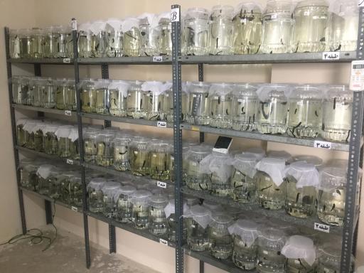 عکس پرورش زالوی طبی متین