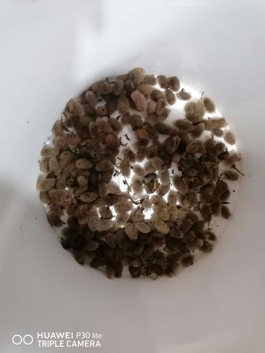 عکس پرورش زالوی طبی متین