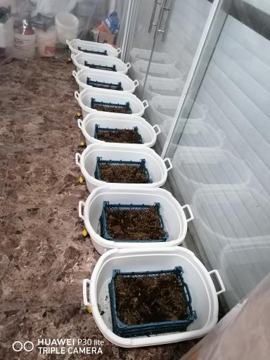 عکس پرورش زالوی طبی متین