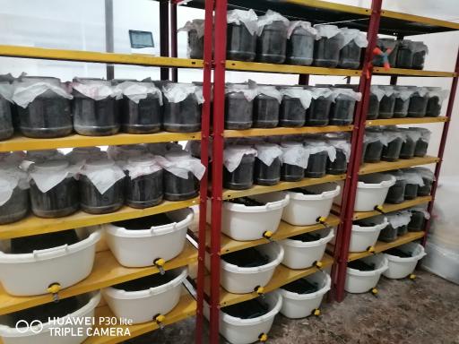 عکس پرورش زالوی طبی متین