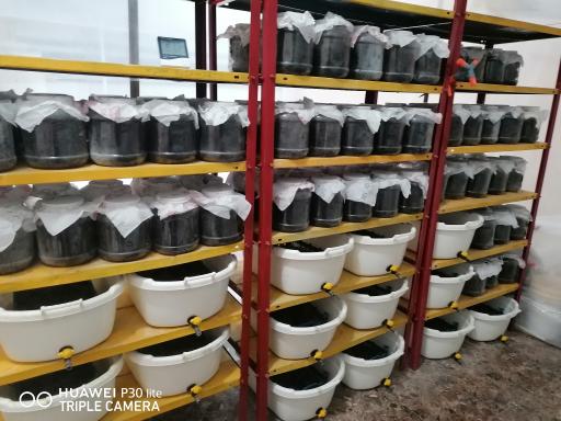 عکس پرورش زالوی طبی متین