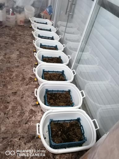 عکس پرورش زالوی طبی متین